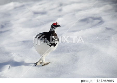 山岳地帯に住む鳥 ライチョウ(Rock ptarmigan) 山岳地帯に住む鳥 ライチョウ(Rock ptarmigan) 121262665