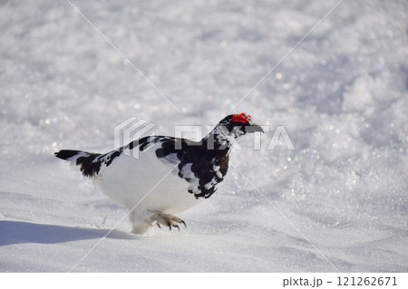 山岳地帯に住む鳥 ライチョウ(Rock ptarmigan) 山岳地帯に住む鳥 ライチョウ(Rock ptarmigan) 121262671