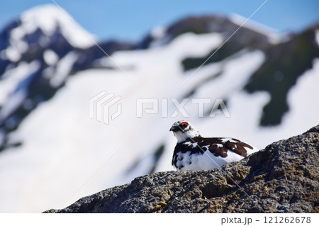 山岳地帯に住む鳥　ライチョウ（Rock ptarmigan） 121262678