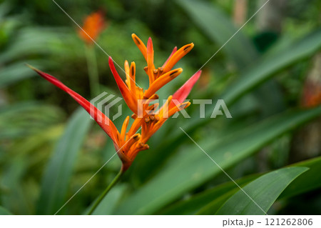 A Stunning Vibrant Heliconia Flower Beautifully Captured Amidst Lush Greenery Display 121262806