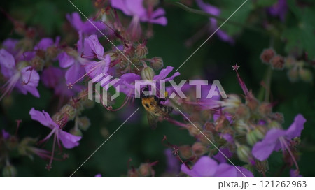 ゼラニウムダルマチクムの蜜を吸うトラマルハナバチ 121262963