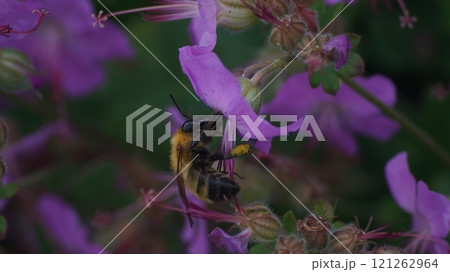 ゼラニウムダルマチクムの蜜を吸うトラマルハナバチ ゼラニウムダルマチクムの蜜を吸うトラマルハナバチ 121262964