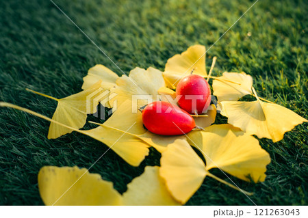 芝生の上のイチョウの落ち葉とカラスウリ 121263043