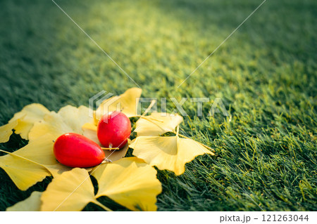 芝生の上のイチョウの落ち葉とカラスウリ 121263044
