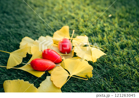 芝生の上のイチョウの落ち葉とカラスウリ 121263045