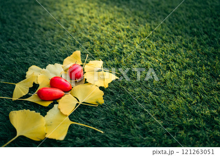 芝生の上のイチョウの落ち葉とカラスウリ 121263051