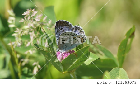 アカツメクサの蜜を吸うオオルリシジミの雌 121263075