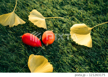 芝生の上のイチョウの落ち葉とカラスウリ 121263175