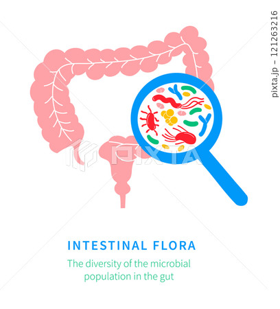 Illustration of Probiotics and Gut Microbiome - Gut Health Support 121263216
