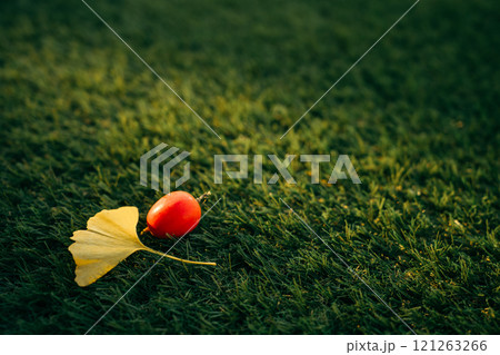 芝生の上のイチョウの落ち葉とカラスウリ 121263266