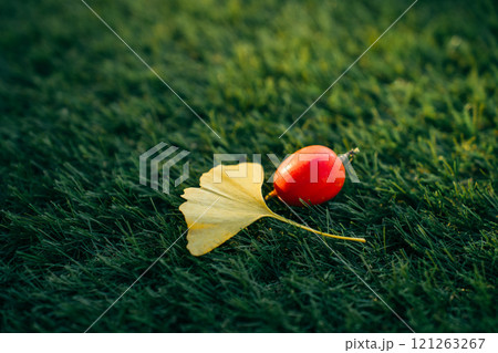 芝生の上のイチョウの落ち葉とカラスウリ 芝生の上のイチョウの落ち葉とカラスウリ 121263267