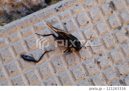 The body of a dead black cricket with a torn off leg and sometimes gnawed parts lies on the relief surface of a tiled garden path in close-up. Predators and prey in the wild among insects The body of a dead black cricket with a torn off leg and sometimes gnawed parts lies on the relief surface of a tiled garden path in close-up. Predators and prey in the wild among insects 121263316
