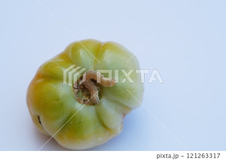 A red caterpillar pest moves with a curve on the upper side of an unripe tomato close-up on a blurred white background with a shadow. A voracious and dangerous agricultural pest - the armyworm A red caterpillar pest moves with a curve on the upper side of an unripe tomato close-up on a blurred white background with a shadow. A voracious and dangerous agricultural pest - the armyworm 121263317