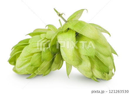 Hop cone isolated on white background. Beer brewing ingredients 121263530