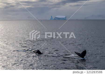 Antarctic landscape with diving humpback whales 121263586