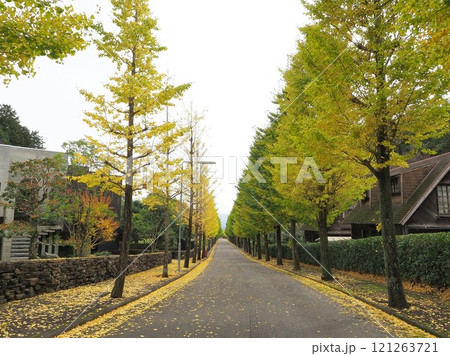 静岡県 銀杏並木のある景観 11月 静岡県 銀杏並木のある景観 11月 121263721