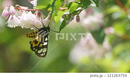 サラサウツギの蜜を吸うトラガ サラサウツギの蜜を吸うトラガ 121263759