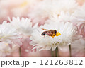 Bee collects nectar on white chrysanthemums during day. Honey bee close up pollinating white flower. Nature. Ecosystem, ecology, wild and domestic environment. Copy space 121263812