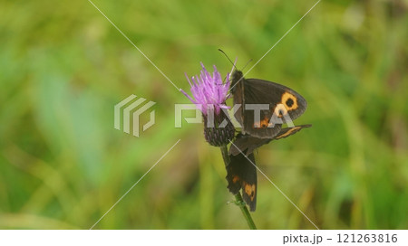 アザミの蜜を吸うベニヒカゲ 121263816