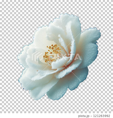 雪中盛開的白色山茶花的美麗 雪中盛開的白色山茶花的美麗 121263992