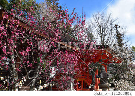 紅梅の咲く北野天満宮 121263998