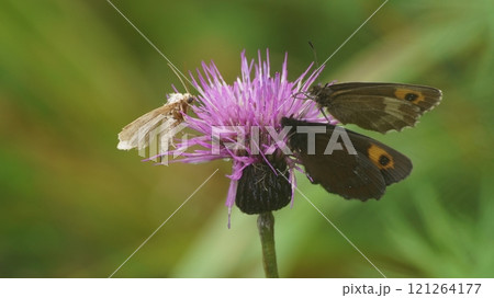 アザミの蜜を吸うベニヒカゲの雌 アザミの蜜を吸うベニヒカゲの雌 121264177