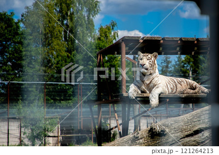 White tiger is sitting on the ground behind a cage. 121264213