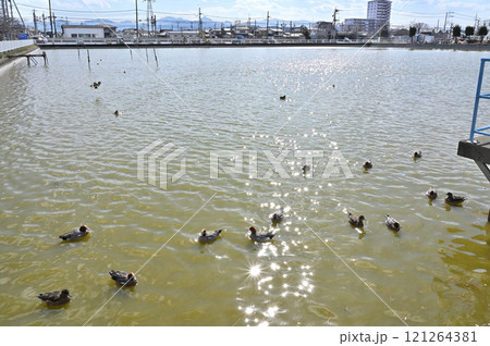倉賀野宿散歩：桜木町鯉池　高崎市倉賀野町 121264381