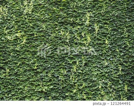 つる植物に覆われた壁・背景素材 121264491