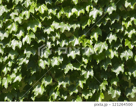 つる植物に覆われた壁・背景素材 つる植物に覆われた壁・背景素材 121264500