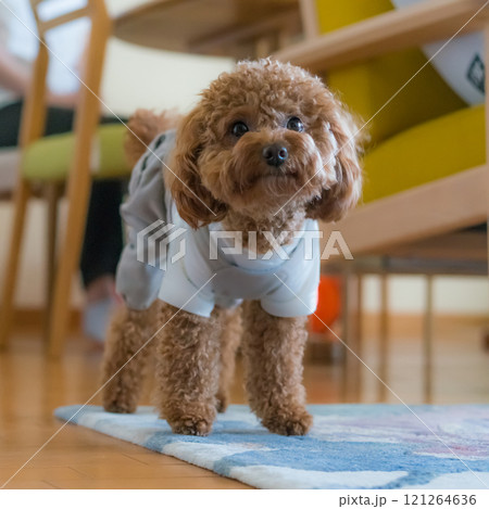 <ゆかいな仲間たち> トイプードル <ゆかいな仲間たち> トイプードル 121264636
