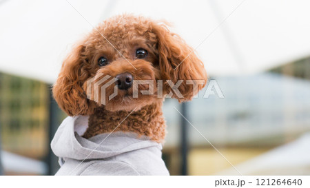 ＜ゆかいな仲間たち＞ トイプードル 121264640