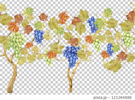Watercolor pattern of grapevine with blue and green berries. Illustration of grape bush, leaves and branches isolated on white background. Berries for wine, juice label. Clipart for winery, restaurant Watercolor pattern of grapevine with blue and green berries. Illustration of grape bush, leaves and branches isolated on white background. Berries for wine, juice label. Clipart for winery, restaurant 121264886