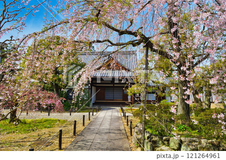 上品蓮台寺　美しい枝垂れ桜（京都府京都市北区） 121264961