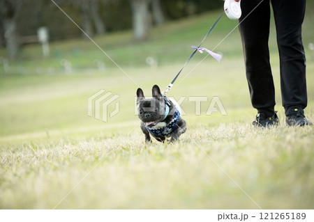 ドッグランで遊ぶ犬 ドッグランで遊ぶ犬 121265189