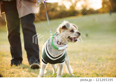 ドッグランで遊ぶ犬   121265195