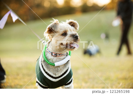 ドッグランで遊ぶ犬   121265198