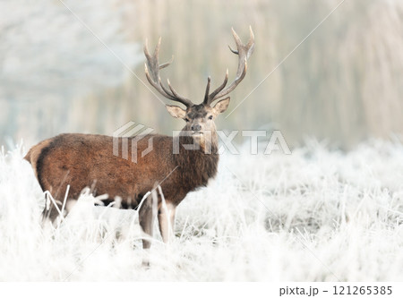 Red deer stag standing in frosty meadow in winter Red deer stag standing in frosty meadow in winter 121265385