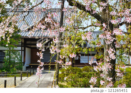 上品蓮台寺　美しい枝垂れ桜（京都府京都市北区） 121265451