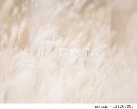 風に揺れるススキ 風に揺れるススキ 121265803