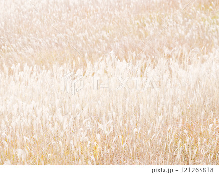 幻想的なすすきの風景 幻想的なすすきの風景 121265818