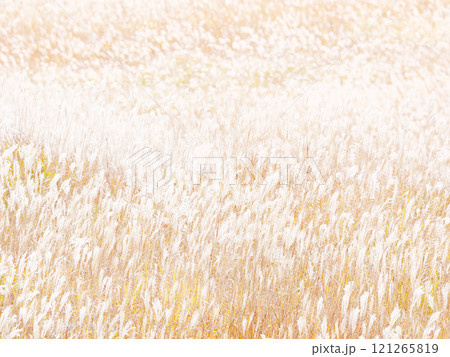 幻想的なすすきの風景 幻想的なすすきの風景 121265819