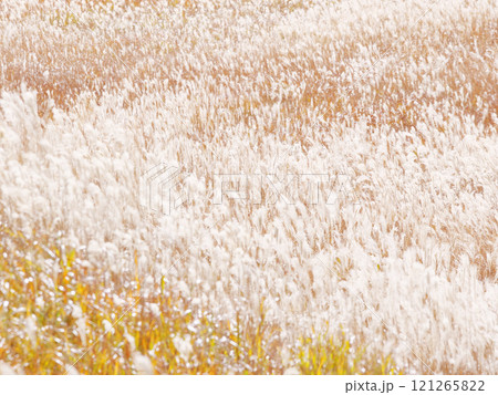 ススキのある風景 ススキのある風景 121265822