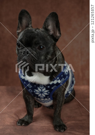 フレンチブルドッグ フレンチブルドッグ 121265857