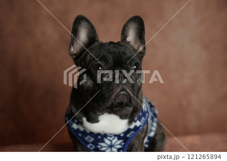 フレンチブルドッグ 121265894