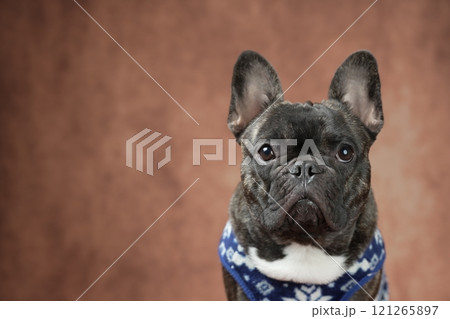 フレンチブルドッグ 121265897