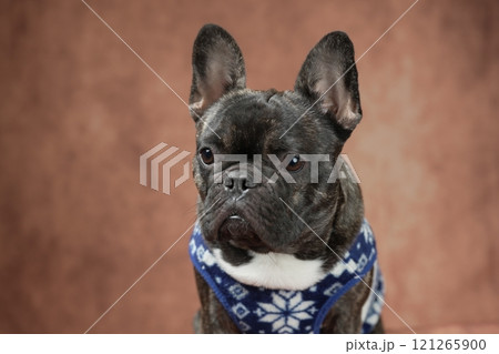 フレンチブルドッグ 121265900