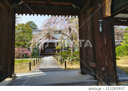 上品蓮台寺 美しい枝垂れ桜(京都府京都市北区) 上品蓮台寺 美しい枝垂れ桜(京都府京都市北区) 121265937