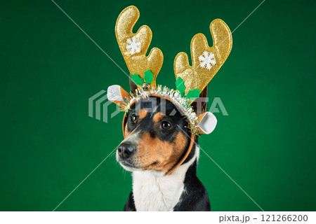 Close up portrait of funny beautiful dog wearing christmas deer costume, looking on side and licking himself, isolated on green background 121266200