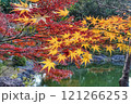 池に映える紅葉 121266253